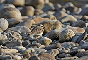 Long Billed Prints: Long-billed Plover (Charadrius placidus) adult