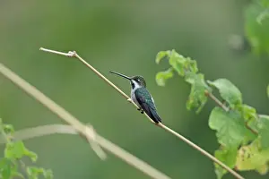 Lesser Antilles Prints: Long-billed Starthroat (Heliomaster longirostris) adult female