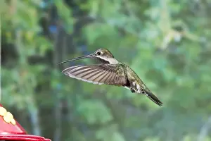 Long-billed Starthroat (Heliomaster longirostris) adult male, in flight, hovering at feeder, Trinidad