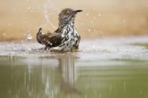 Pool Prints: Long-billed Thrasher (Toxostoma longirostre) adult