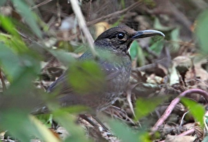 Thrush Prints: Long-billed Thrush (Zoothera monticola) adult