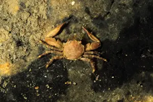Decapoda Prints: Long-clawed Porcelain Crab (Pisidia longicornis) adult