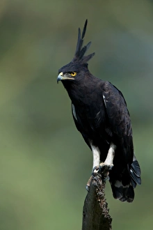 Long-crested Eagle (Lophaetus occipitalis) adult, perched on stump, Nakuru, Kenya