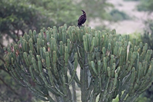 Long-crested Eagle (Lophaetus occipitalis) adult, perched on euphorbia, Queen Elizabeth N. P. Uganda