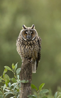Captive Prints: Long-eared Owl (Asio otus) adult, perched on post, England, August (captive)