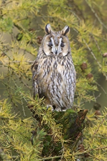 Sleeping Prints: Long-eared Owl (Asio otus) adult