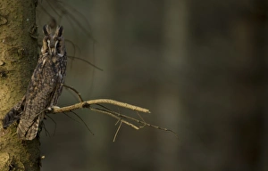Long-eared Owl (Asio otus) adult, perched on conifer in plantation, North Yorkshire, England, november (captive)