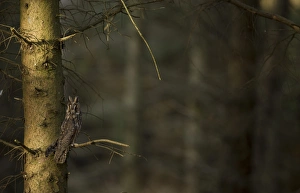 Long-eared Owl (Asio otus) adult, perched on conifer in plantation, North Yorkshire, England, november (captive)
