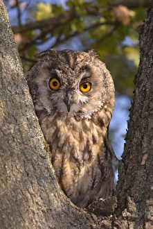Long-eared Owl (Asio otus) adult, roosting in tree, Villalvernia, Alessandria, Piedmont, Italy, august