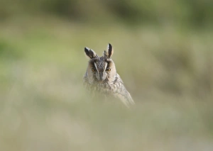 Fair Prints: Long-eared Owl (Asio otus) adult