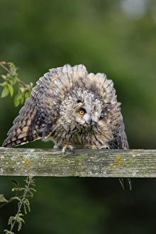Displays Prints: Long-eared Owl (Asio otus) adult