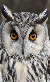 Long-eared Owl (Asio otus) adult, close-up of head, Gloucestershire, England, january (captive)