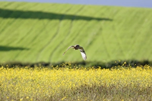 Hunts Prints: Long-eared Owl (Asio otus) adult, in flight, hunting over meadow, Yorkshire, England, may