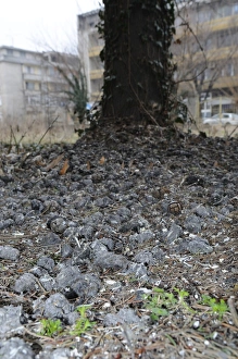 Underneath Prints: Long-eared Owl (Asio otus) pellets