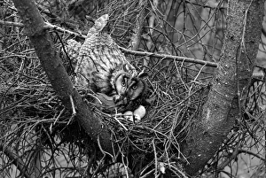 Owls Prints: Long eared Owl at nest near kings lynn. Taken by Eric Hosking in 1940