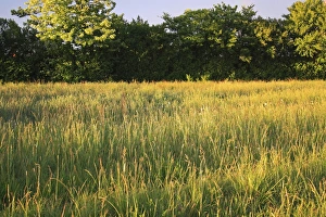Sun Light Prints: Long grass growing in permanent set-a-side beside hedgerow