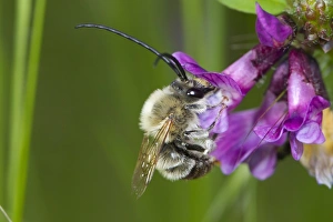Nectar Prints: Long-horned Bee (Eucera longicornis) adult male