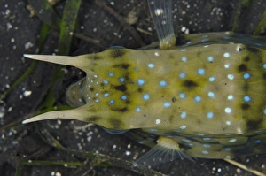 Long-horned Cowfish (Lactoria cornuta) adult, close-up of head from above, Lembeh Straits, Sulawesi, Sunda Islands
