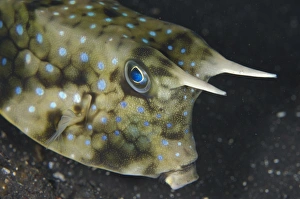 Long-horned Cowfish (Lactoria cornuta) adult, close-up of head, Lembeh Straits, Sulawesi, Sunda Islands, Indonesia