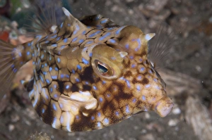 Maluku Prints: Long-horned Cowfish (Lactoria cornuta) adult