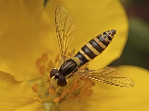 Nectar Prints: Long Hoverfly (Sphaerophoria scripta) adult