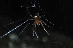 Cave Prints: Long-jawed Orb-weaver (Metellina merianae) adult male, on web in cave, Italy, august
