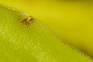 Long-leaved Butterwort (Pinguicula longifolia) close-up of leaf, with trapped fly digested to supplement nutrients