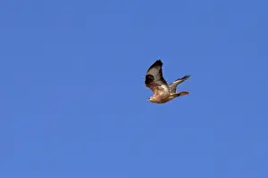 Maghreb Prints: Long-legged Buzzard (Buteo rufinus cirtensis) North African subspecies