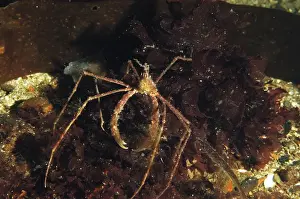 Decapoda Prints: Long-legged Spider Crab (Macropodia rostrata) adult