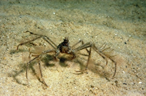 Decapoda Prints: Long-legged Spider Crab (Macropodia sp)