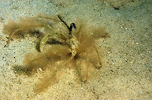 Long-legged Spider Crab (Macropodia sp. ) adult, covered with algae for camouflage, on sandy seabed, Studland Bay