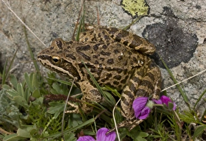 Middle East Prints: Long-legged Wood Frog (Rana macrocnemis) adult