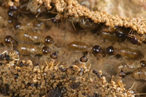 Long-nose Termite (Nasutitermes sp. ) adults, soldiers guarding workers in column changing home