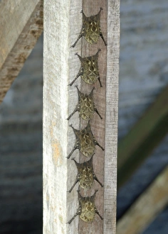 Costa Rican Prints: Long-nosed Bat (Rhynchonycteris naso) six adults
