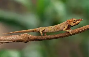 Madagascar Prints: Long-nosed Chameleon (Calumma gallus) adult female