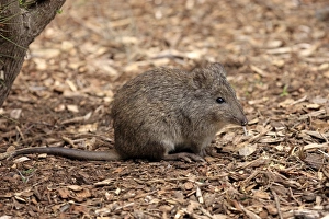 Long-nosed Potoroo (Potorous tridactylus) adult, sitting on ground, South Australia, Australia, October