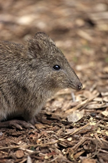 Long-nosed Potoroo (Potorous tridactylus) adult, close-up of head, South Australia, Australia, October