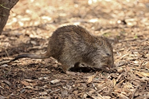 Long-nosed Potoroo (Potorous tridactylus) adult, foraging on ground, South Australia, Australia, October
