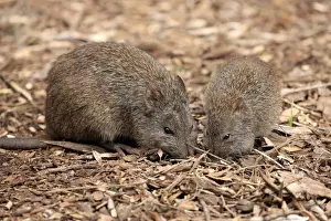 Long-nosed Potoroo (Potorous tridactylus) adult female with young, foraging on ground, South Australia, Australia