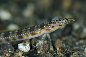 Indopacific Prints: Long-rayed Sand-diver (Trichonotus elegans) adult