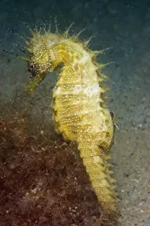 Long-snouted Seahorse (Hippocampus guttulatus) adult, amongst red algae on sandy seabed, Studland Bay, Dorset, England