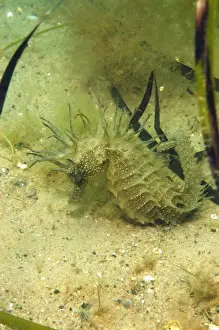Long-snouted Seahorse (Hippocampus guttulatus) adult female, clinging to Eelgrass (Zostera marina) on sandy seabed, Studland Bay, Dorset, England, august
