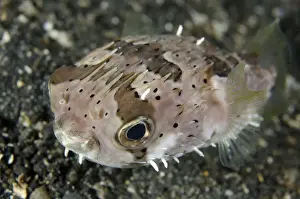 Long-spine Porcupinefish (Diodon holocanthus) adult, Lembeh Straits, Sulawesi, Sunda Islands, Indonesia, February