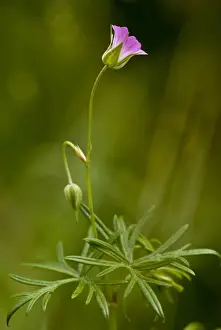 Slovenia Prints: Long-stalked Cranesbill (Geranium columbinum) flowering, Slovenia, june