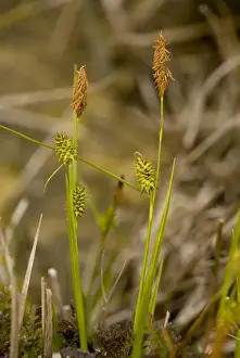Market Weston Prints: Long-stalked Yellow-sedge (Carex lepidocarpa) flowering