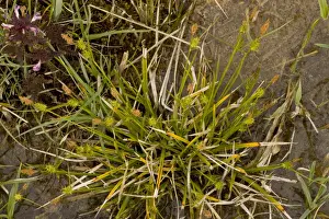 Long-stalked Yellow-sedge (Carex lepidocarpa) flowering, Market Weston Fen, Market Weston, Little Ouse Valley, Suffolk, England, may