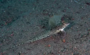 Dragonet Prints: Long-tail Dragonet (Calliurichthys neptunius) adult