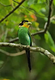 Kaeng Krachan Prints: Long-tailed Broadbill (Psarisomus dalhousiae cyanicauda) adult