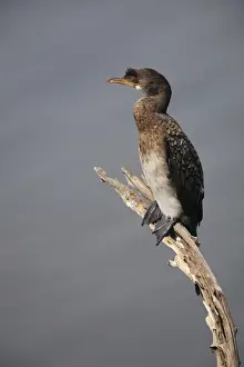 Cormorants Prints: Long-tailed Cormorant (Phalacrocorax africanus) immature, sitting on branch, South Africa
