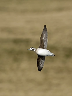 Long-tailed Duck (Clangula hyemalis) adult female, in flight, Shetland Islands, Scotland, april